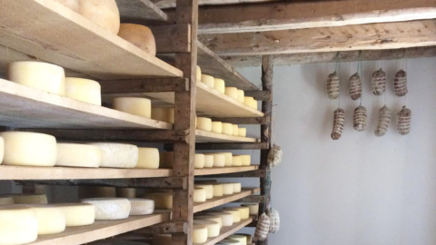 Pecorino